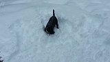 大黑狗第一次来雪地，欢乐的停不下来，太滑稽了！