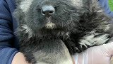 不用怀疑，我确实是不敢拍成犬高加索
