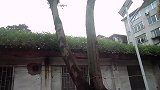 雨水充足会发生什么奇迹？