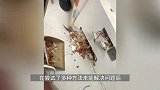 男子在办公室闻到臭味，砸开墙体发现老鼠“粮仓”：满墙花生米面条