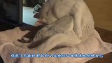 小奶猫和兔子在一起久了，走路被兔子带跑偏了，一蹦一跳