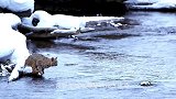 看野生猞猁如何跃过宽5米的河！镜头拍下精彩瞬间