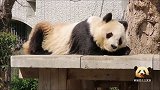 天气晴好，熊猫旦旦尽情放飞自我，一会儿当睡神，一会儿当吃货