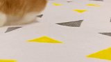米鱼：给大家表演一个猛虎跳跃！宠物 吸猫