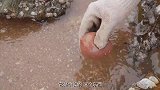 乡村生活：捡到一只珍珠贝，它的肉非常鲜嫩！看看珍珠是怎么来的