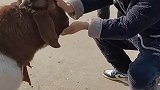 原来羊羊也是这么聪明的能和主人玩猜猜