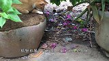 猫咪遇上螃蟹会发生什么？