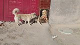 恶狗仗着身强力壮欺负几只流浪狗，流浪狗吓的不敢动，太气人了