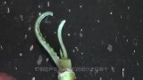 烂根的芦荟用水培繁殖之后，一周就生根，还能养成自动吸水盆栽