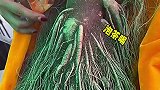 这是万年人参啊，大补啊
