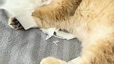 当你上班后，小猫咪在家会做些什么