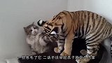 见过许多猫咪打架，这两只猫让我笑的肚子痛，打架打出新花样