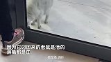 流浪猫被投喂3天带“大礼”来报恩，女子顶门谢绝：别进来了！