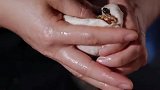 山东潍坊名吃肉火烧，外皮烤的金黄酥脆，满口肉香太爽
