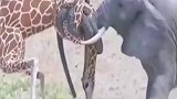 长颈鹿大象争夺战，你认为谁会赢