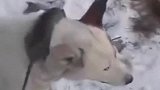 外国温度太冷了，把狗都冻住了