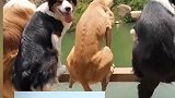 四只狗狗在主人的指挥下跳水，仅有一只犹豫不决