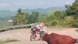 当拦路牛碰上骑摩托车大叔，这是真的本地人！