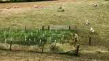 牧羊犬远距离牧羊，凭一狗之力完美召回羊群