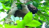 小猴子太灵活了，在小树枝上行走自如