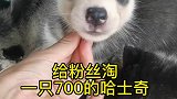 给粉丝淘一只700的哈士奇哈士奇宠物市场选狗精挑细选萌宠