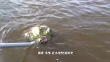“水鬼”在水里快被淹死，游客拿船桨一戳，原来是这家伙