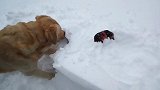 金毛犬看见自家鸡被埋在雪里，马上去救鸡，真是好狗狗