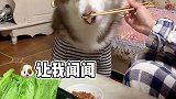 狗子吃饭的仪式感