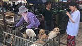实拍大集农村狗市，金毛拉拉幼犬500两条，你们看看值不值？