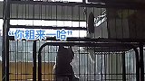猫爸猫妈领养计划24，喵皇垂涎猫妈美色，主动邀约遭拒