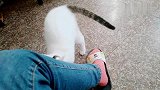 猫咪和主人你一句我一句的对话“猫语”真是太逗了