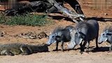 疣猪喝饱了没事做挑衅鳄鱼结果差点葬送自己小命