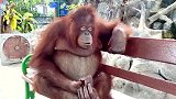 动物园里的一只猩猩，舒舒服服的坐在长凳上，真是惹人喜爱呀！