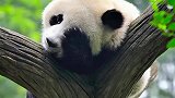 滚滚居然还社恐，真是知熊知猫不知心
