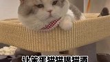 千万不要和酒品不好的猫呆在一块