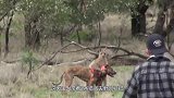 袋鼠被2条猎犬夹击，不料袋鼠突然发怒，镜头记录猎犬悲惨一幕
