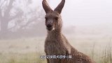 袋鼠被2条猎犬夹击，不料袋鼠突然发怒，镜头记录猎犬悲惨一幕