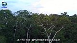 小伙偶然去山上转转，看到两棵大树被“咬断”，镜头记录下全过程