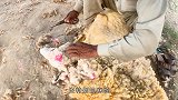 绵羊被牢牢夹住身体，大片羊毛脱落，羊：我经历了什么