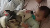 狗狗狂舔宝宝，小主人快起床，要迟到啦