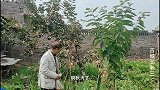 柿子树断裂只剩下树皮还能活？