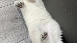 不起不起就是不起
