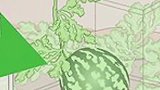 日本的西瓜为什么是方形的呢？