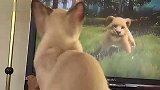 [搞笑]猫咪太有才了看着录像带学做猫猫体操