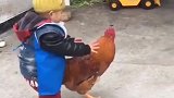 鸡：走开点，我才不让你骑我呢！