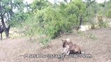 极为罕见的角马母子情，为了保护幼崽，母角马力战花豹