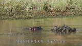 小伙河边发现乌龟群，掏出手机拍照，看清后扔了手机撒腿就跑！