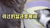 魅力遗传哈哥 相约汉中最美油菜花海  汉中文旅哈哥猫妹