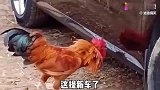搞笑配音母鸡照镜子，里外不是人