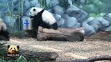 熊猫宝宝很乐意当妈妈的小跟班儿，妈妈走哪儿就跟到哪儿